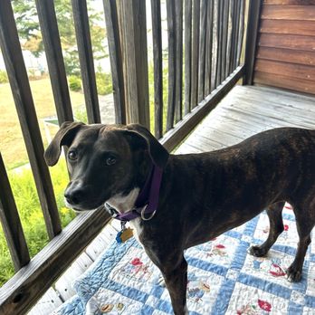 Ocean Gate Resort - And our sweet Lucy LOVED the balcony. - Hotels Near Me - Southport, Maine Ocean Gate Resort - And our sweet Lucy LOVED the balcony. - Hotels Near Me - Southport, Maine