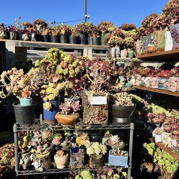 Four Seasons Succulents - Nurseries & Gardening Near Me - San Leandro, California Four Seasons Succulents - Nurseries & Gardening Near Me - San Leandro, California