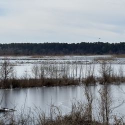 Mattamuskeet Refuge - Tundra Swans