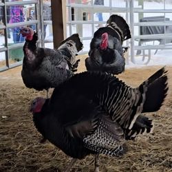 Prairie Moon Farm - Turkeys