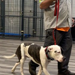 Buck's Dog Training - Kong at Bucks Dog Training