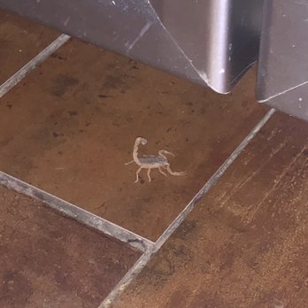 Marble Slab Creamery - scorpion in the ice cream slab area from improperly maintained and unclean drains - Desserts Near Me - Bee Cave, Texas Marble Slab Creamery - scorpion in the ice cream slab area from improperly maintained and unclean drains - Desserts Near Me - Bee Cave, Texas