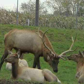 Cow Palace - Dinner Out in the Pasture - American Near Me - Derby, Vermont