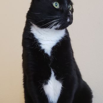 Trupanion - Ravenclaw, brother to Gryffindor. Has Trupanion, on a claim now.. - Pet Insurance Near Me - Seattle, Washington