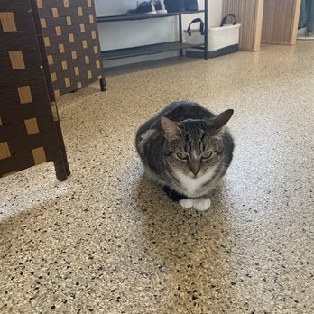 The Caffeinated Cat Cafe - Coffee & Tea Near Me - Grover Beach, California