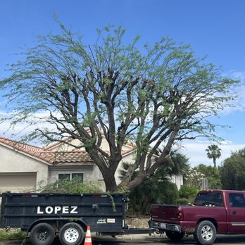 Chuy Lopez Tree Service - It is beautiful now! - Tree Services Near Me