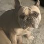 Photo of Pawsatively Elegant
