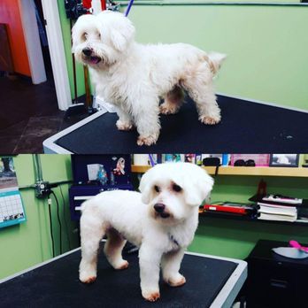 SD Grooming - Look at that cutie under all that fur!! - Pet Groomers Near Me - San Diego, California SD Grooming - Look at that cutie under all that fur!! - Pet Groomers Near Me - San Diego, California