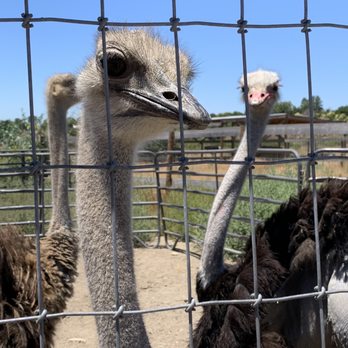 Ostrichland USA - Attraction Farms Near Me - Solvang, California Ostrichland USA - Attraction Farms Near Me - Solvang, California