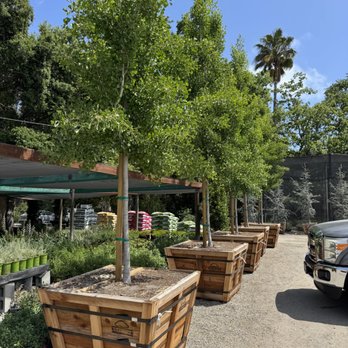 Brent Landscaping - Trees and plants selection - Landscaping Near Me - Redwood City, California Brent Landscaping - Trees and plants selection - Landscaping Near Me - Redwood City, California