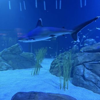 Georgia Aquarium - Aquariums Near Me - Atlanta, Georgia Georgia Aquarium - Aquariums Near Me - Atlanta, Georgia