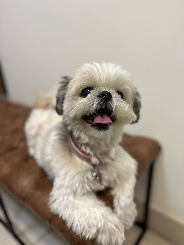 IRVINE GREAT PARK ANIMAL HOSPITAL Updated September 2024 74 Photos