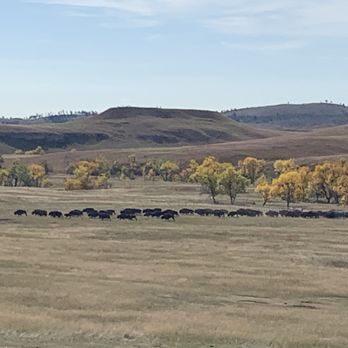 Custer State Park - Parks Near Me - Custer, South Dakota
