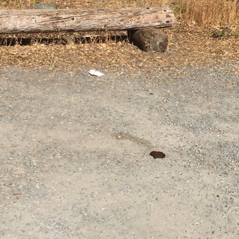 Bon Tempe Lake - Human feces in the parking lot!--3rd time this month that I've seen this - Hiking Near Me - Fairfax, California Bon Tempe Lake - Human feces in the parking lot!--3rd time this month that I've seen this - Hiking Near Me - Fairfax, California