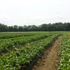 Stillman's Farm gift card