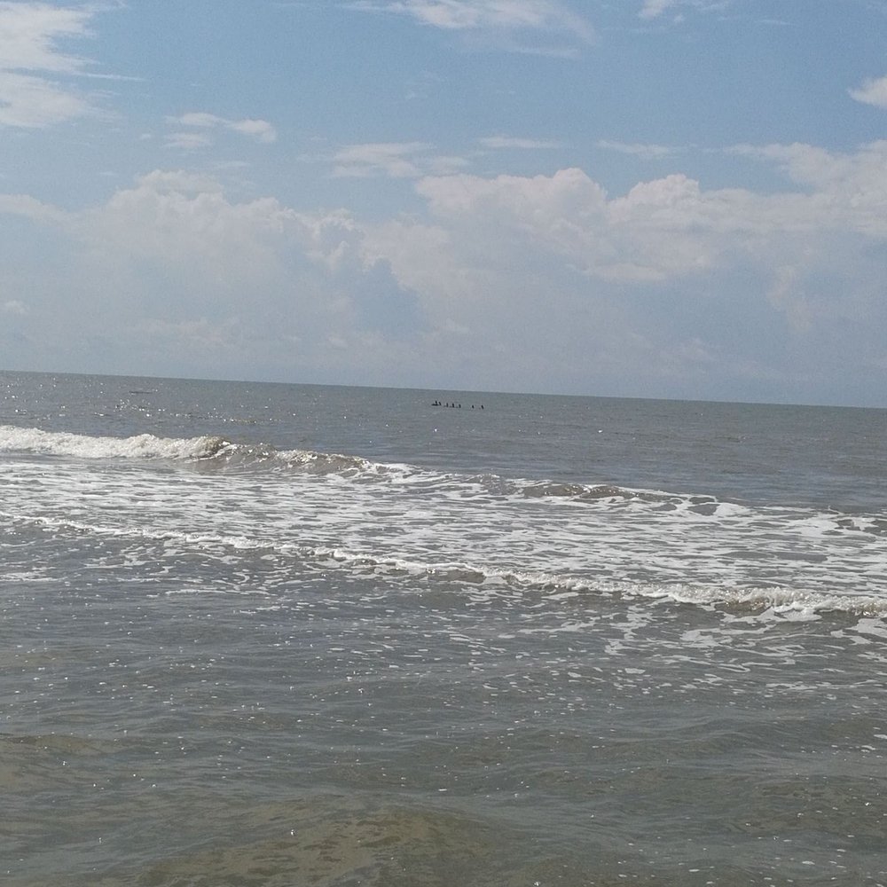 Holly Beach - Watch for birds in the area. Gulls, terns, herons, pipers, egrets and more! - Beaches Near Me - Cameron, Louisiana Holly Beach - Watch for birds in the area. Gulls, terns, herons, pipers, egrets and more! - Beaches Near Me - Cameron, Louisiana