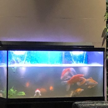 1000 Sushi Islands - Dirty ass fish tank - Sushi Bars Near Me - Ottawa, Ontario