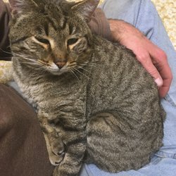 Cedar Veterinary Hospital - Jasper, one of our cats up for adoption!