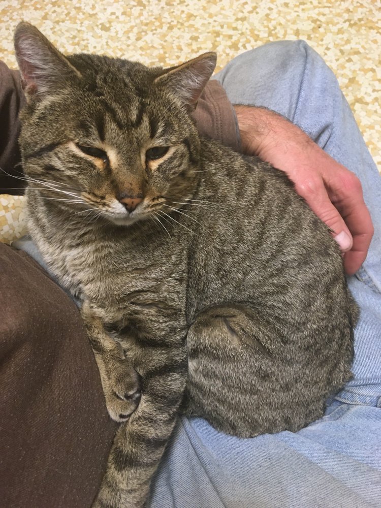 CEDAR VETERINARY HOSPITAL Updated September 2024 323 S Lilly St