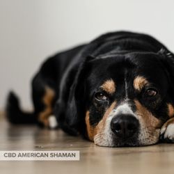 CBD American Shaman - Lancaster