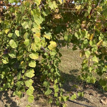 Grace Hill Winery - a bunch of grapes growing on the vine - Wineries Near Me - Whitewater, Kansas Grace Hill Winery - a bunch of grapes growing on the vine - Wineries Near Me - Whitewater, Kansas