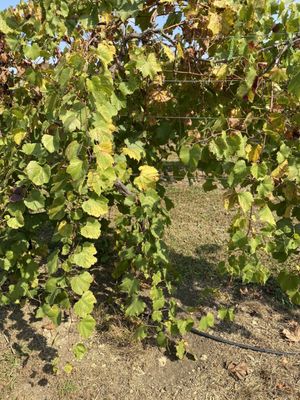 Grace Hill Winery by null