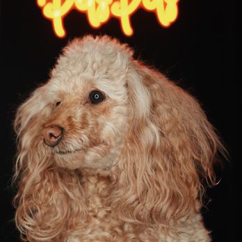 PetsPets - Pet Groomers Near Me - Chicago, Illinois