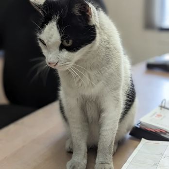City Automotive - Oreo the shop cat. - Auto Repair Near Me - Temple City, California City Automotive - Oreo the shop cat. - Auto Repair Near Me - Temple City, California