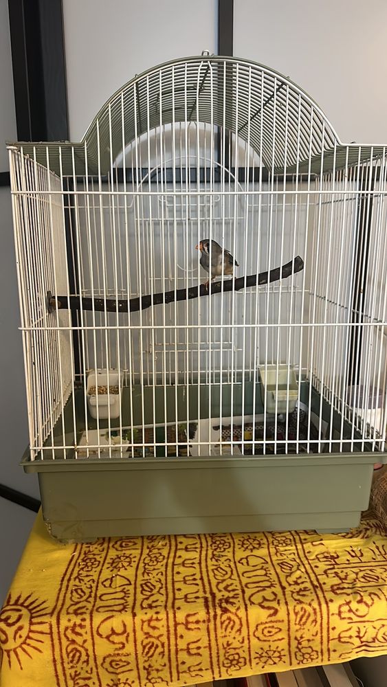 LITTLE AMAZON FISH & PETS Updated October 2024 71 Photos & 86