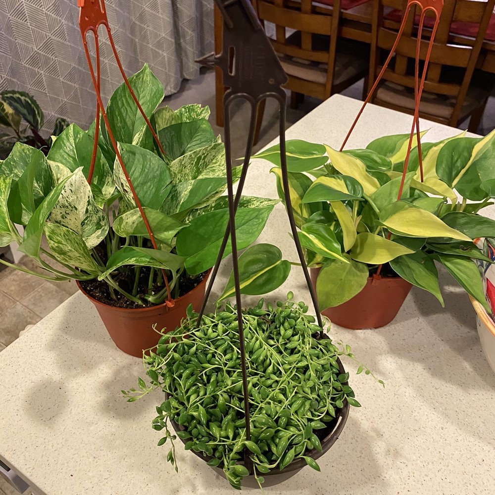 Sunland Flowers - String of tears, marble queen pothos, and Brasil philodendron - Florists Near Me - Anaheim, California Sunland Flowers - String of tears, marble queen pothos, and Brasil philodendron - Florists Near Me - Anaheim, California