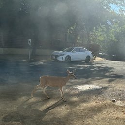 Deer are friendly Deer are friendly