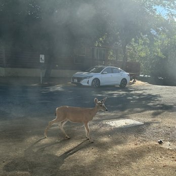 Lakeview Terrace Resort - Deer are friendly - Resorts Near Me - Lewiston, California Lakeview Terrace Resort - Deer are friendly - Resorts Near Me - Lewiston, California
