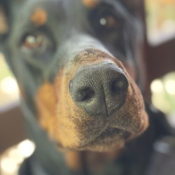 Hochburg K9 - Pet Training Near Me