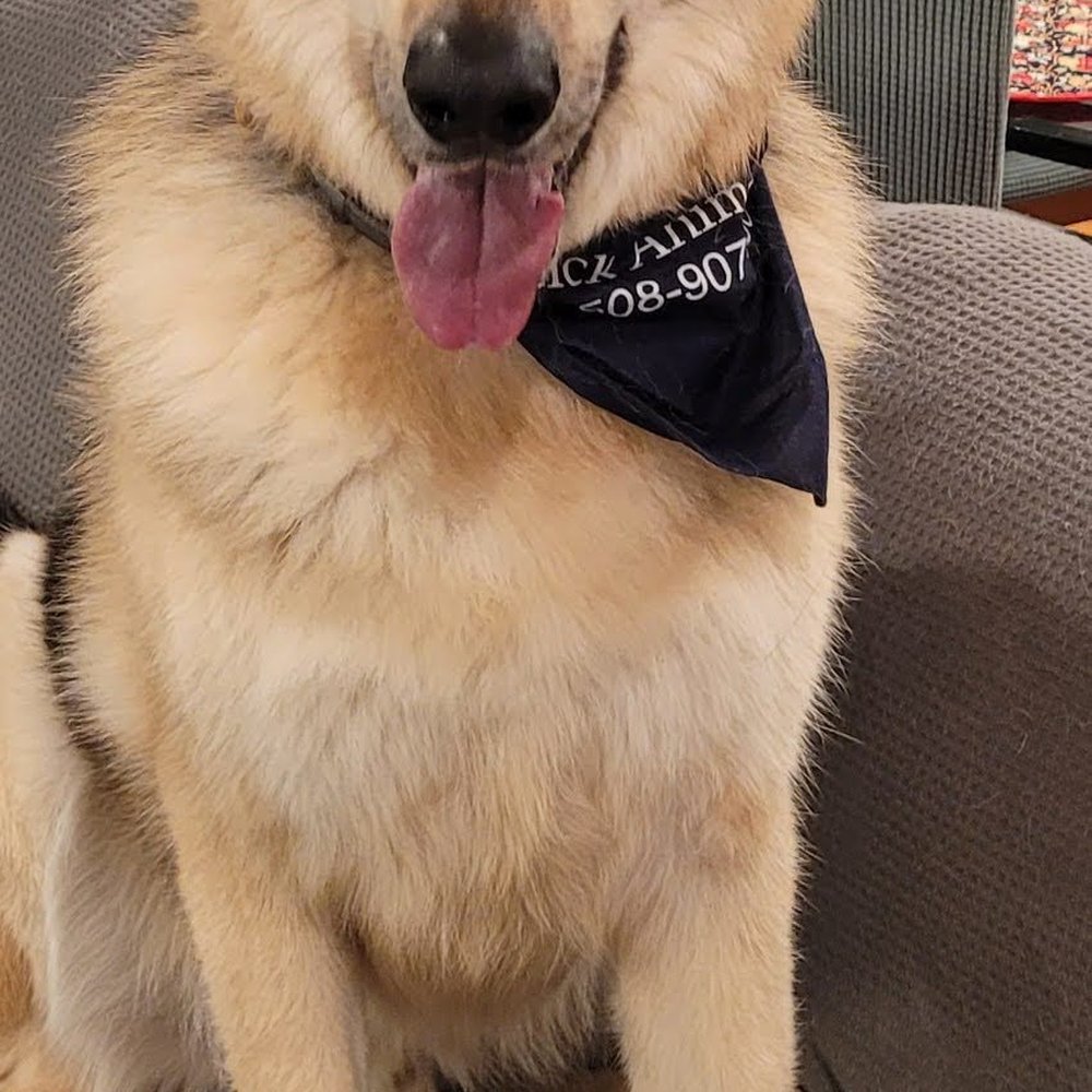 Four Paws Hotel and Spa - Rex - happy and handsome after his stay at Four Paws. - Pet Sitting Near Me - Natick, Massachusetts