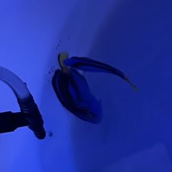 Seahorse Aquarium Supply - Biota Captive Bred Tangs