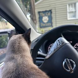 The Cat Doctors