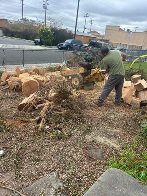 Tree Removal - Tree Removal Tree Removal - Tree Removal