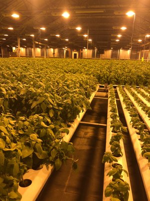 Gotham Greens by null