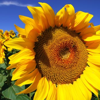 Let's Center for the Healing and Creative Arts - Art Schools Near Me - Washington, Iowa