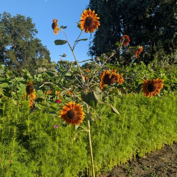 Farmstead At Long Meadow Ranch - American Near Me - Saint Helena, California