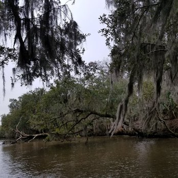 Airboat Adventures - Cypress trees - Boat Tours Near Me - Lafitte, Louisiana Airboat Adventures - Cypress trees - Boat Tours Near Me - Lafitte, Louisiana
