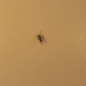 Flaming Grill & Buffet - Cockroach walking up the wall while eating dinner. - Chinese Near Me - Newburgh, New York Flaming Grill & Buffet - Cockroach walking up the wall while eating dinner. - Chinese Near Me - Newburgh, New York