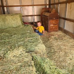 Cowboys Feed Bin - Alfalfa #1