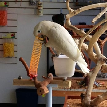 BirdSmart - Bella, one of our boaders playing - Pet Groomers Near Me - San Diego, California BirdSmart - Bella, one of our boaders playing - Pet Groomers Near Me - San Diego, California