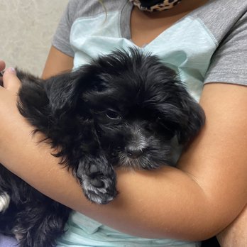 Love My Puppies - Pet Stores Near Me - Wantagh, New York