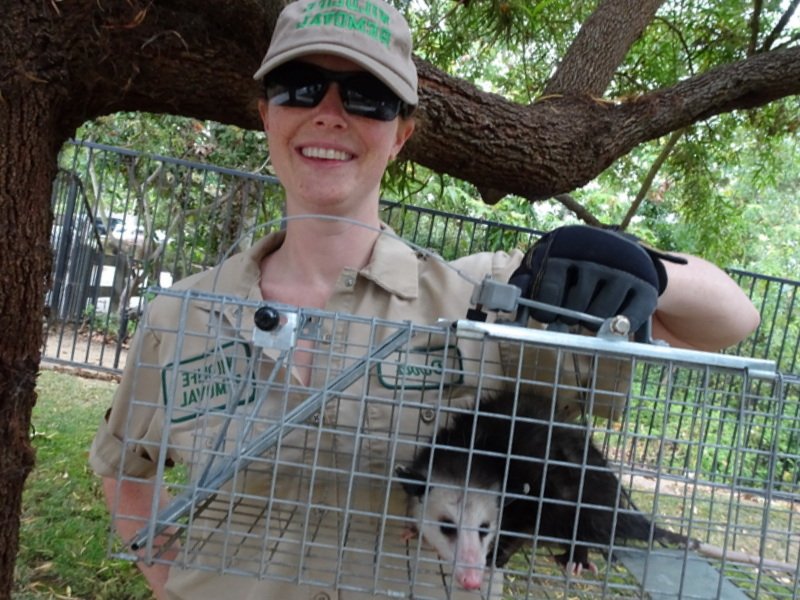 PEST ANIMAL REMOVAL GILBERT Updated July 2024 22 Photos Gilbert, Arizona Pest Control