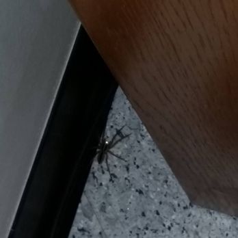 Lodge at Montgomery Bell - One of the spiders in our room - Hotels Near Me - Burns, Tennessee Lodge at Montgomery Bell - One of the spiders in our room - Hotels Near Me - Burns, Tennessee