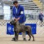 Photo of Apexok Cane Corsos