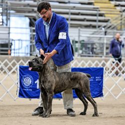 Apexok Cane Corsos