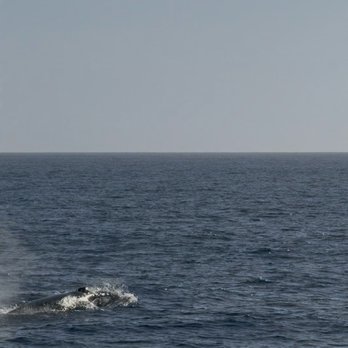 Harbor Breeze - Humpback - Boat Charters Near Me - Long Beach, California
